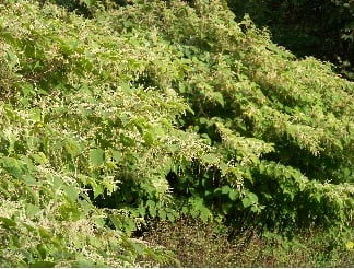 japanese knotweed 1 japanese knotweed 1